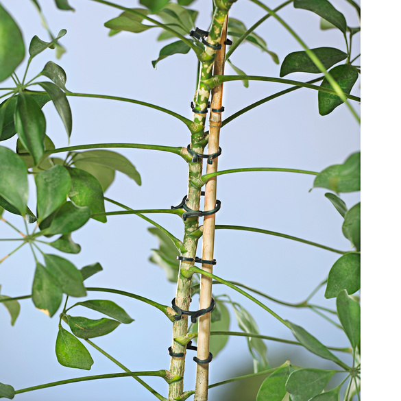 Lot de 24 clips pour plantes