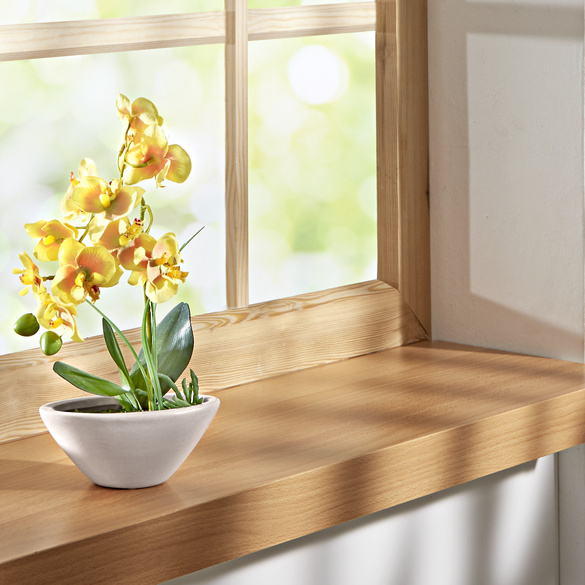Orchidée Phalaenopsis, jaune