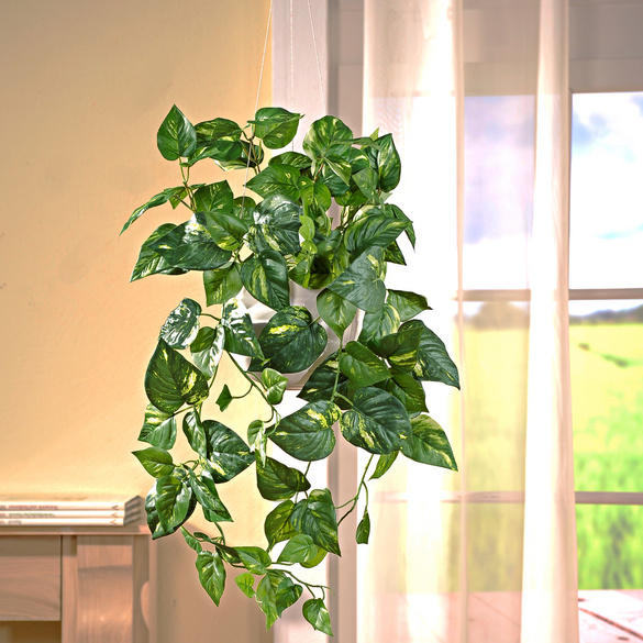 Pothos