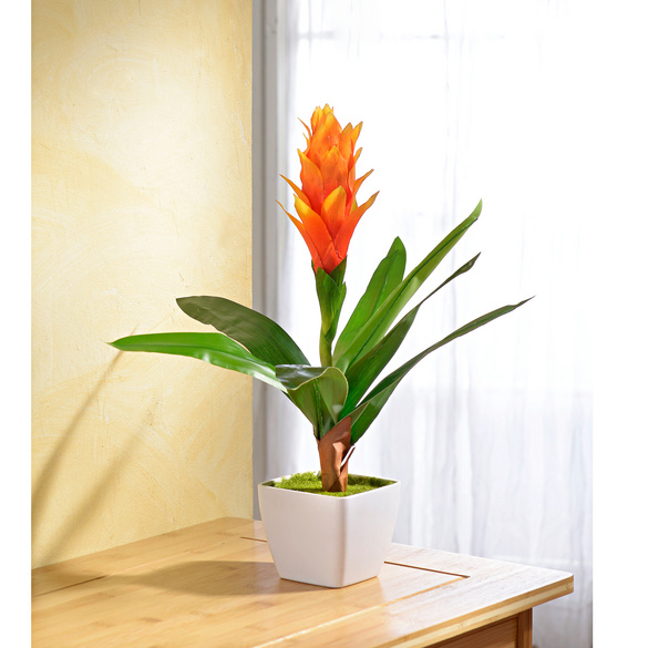 Guzmania orange