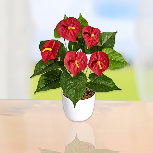 Anthurium
