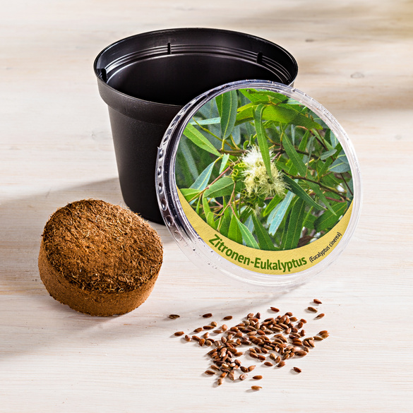 Plante Eucalyptus citronné