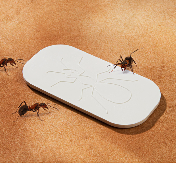 Plaquette poison fourmis
