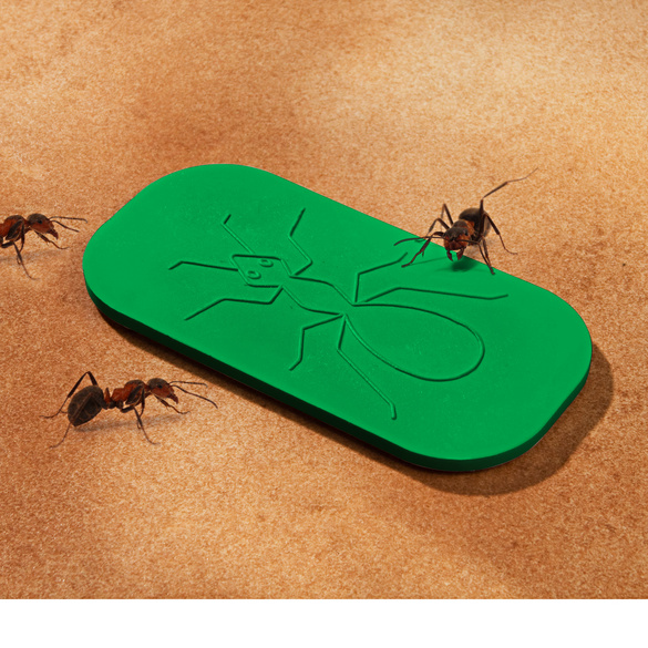 Plaquette poison fourmis