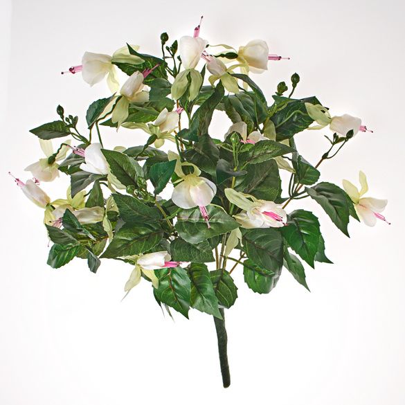 Fuchsia, blanc/rose