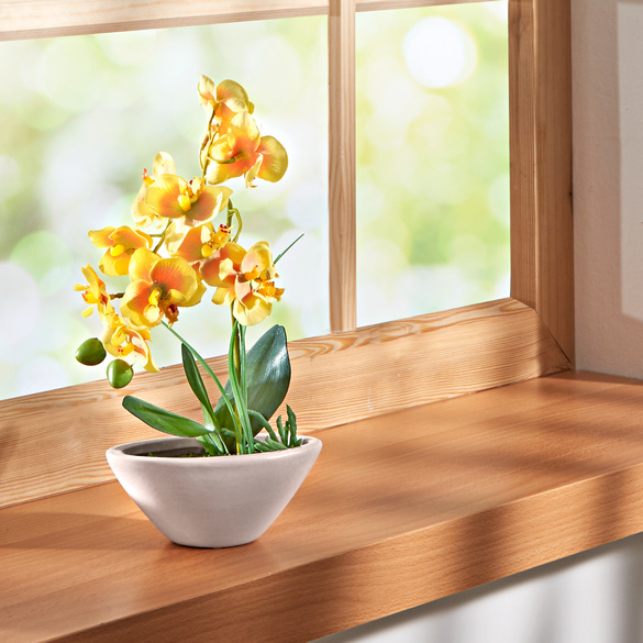 Orchidée Phalaenopsis, jaune