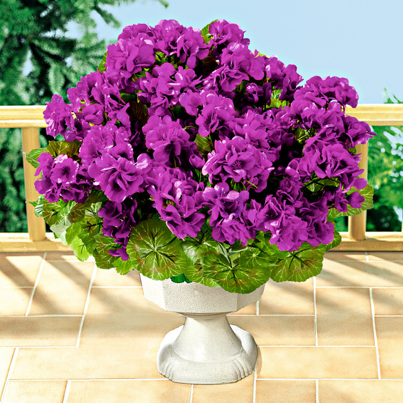 Bouquet de géraniums, violet