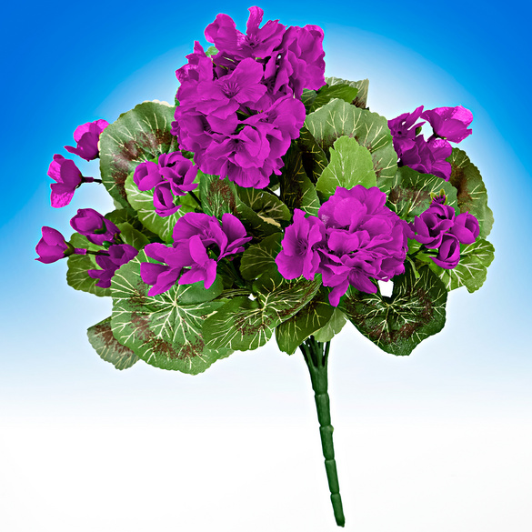 Bouquet de géraniums, violet