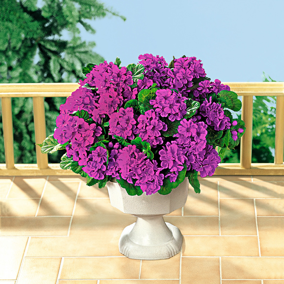 Bouquet de géraniums, violet Gainsborough