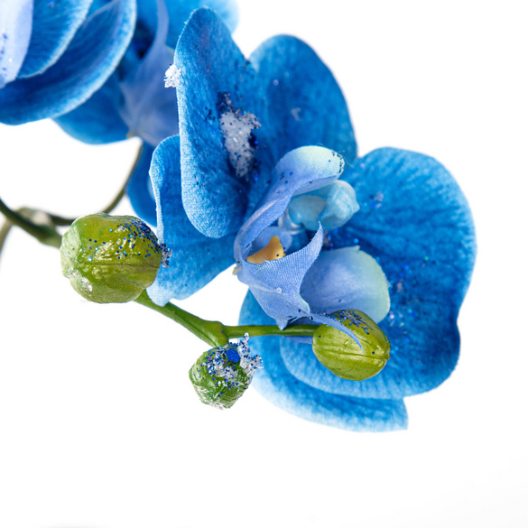 Orchidée bleue Eldo