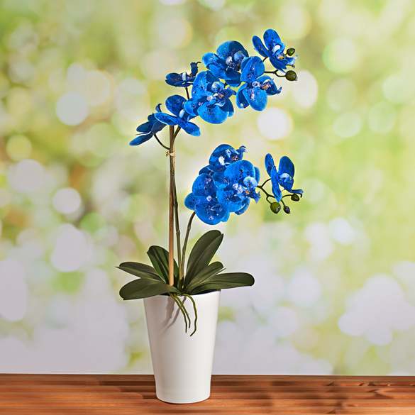 Orchidée bleue Eldo