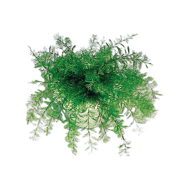 Plante de Neptune magique