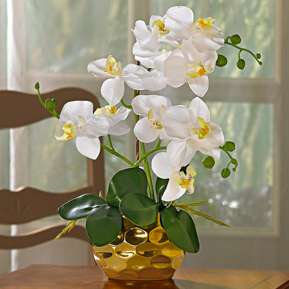 Orchidée en pot, blanc