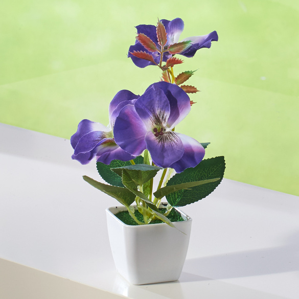 Pensées en pot, violet