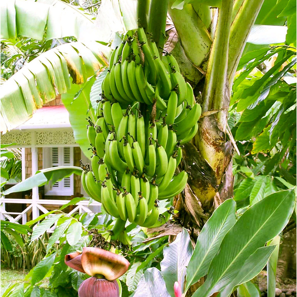 Mini-bananier, Référence: 412200