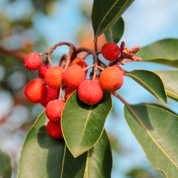Set de culture Arbre aux fraises