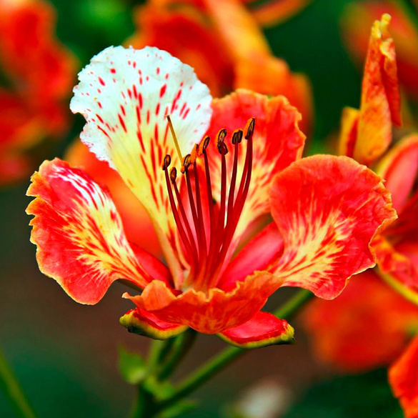 Set de culture Flamboyant