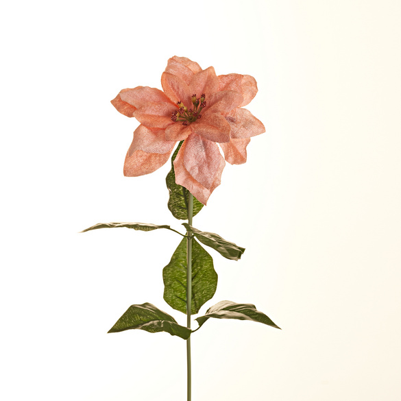 Branche de poinsettia, rosé