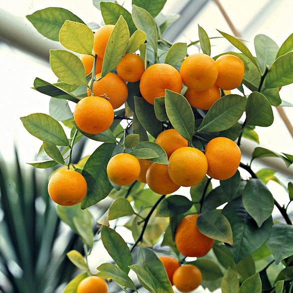 Set de culture Oranger, L50 cm