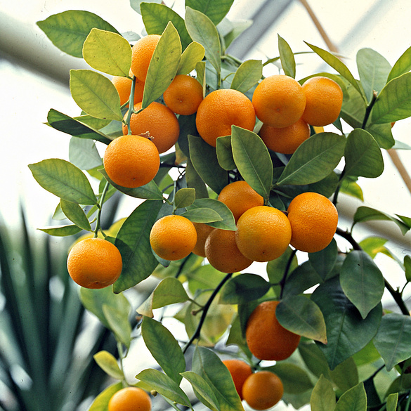 Oranger, L50 cm