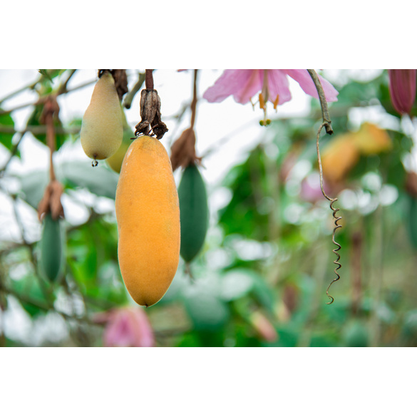Set de culture Fruit de la passion banane (Passiflora Mollissima)