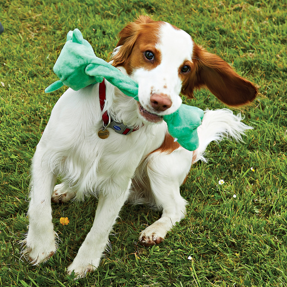 Lot de 3 jouets pour animal de compagnie