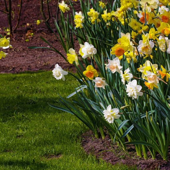 Lot de 35 bulbes de jonquilles