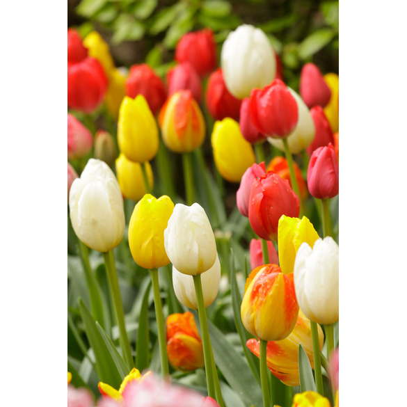 Lot de 25 bulbes de tulipes rouges