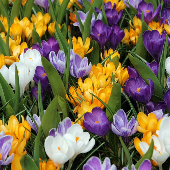 Lot de 40 bulbes de crocus