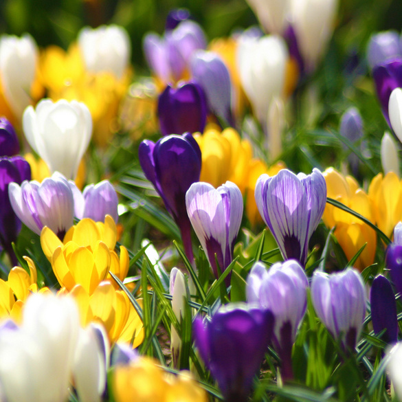 Lot de 40 bulbes de crocus