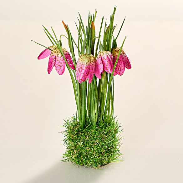 Perce-neige dans un nid de graminées, pink Eldo