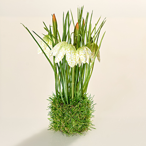 Perce-neige dans un nid de graminées, blanc Eldo