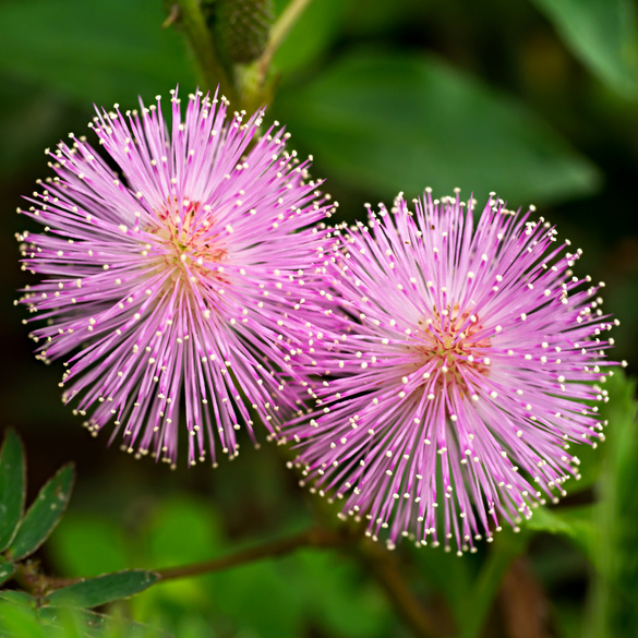 Pot de culture Mimosa pudica, lilas Eldo
