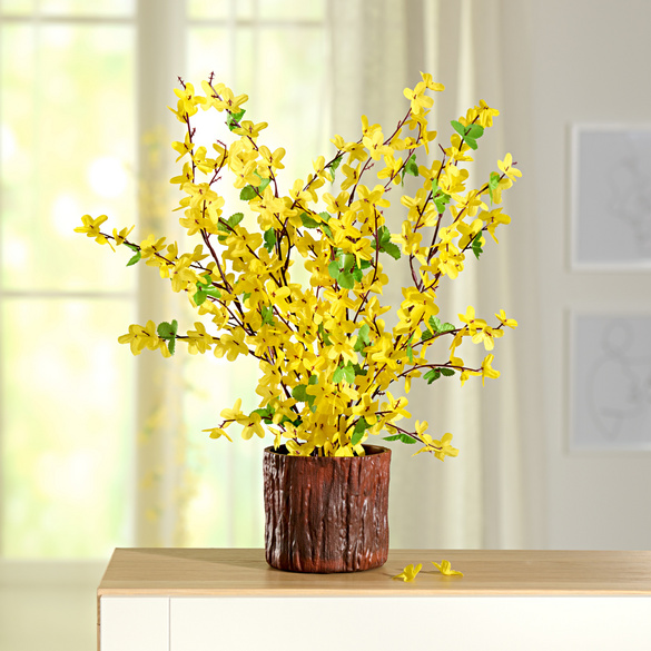 Forsythias en pot Eldo