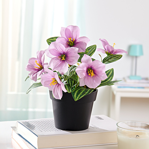 Plante en pot Eldo, lilas