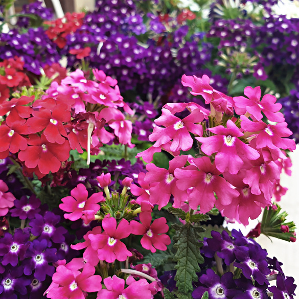 Pot de culture Mélange de verveine