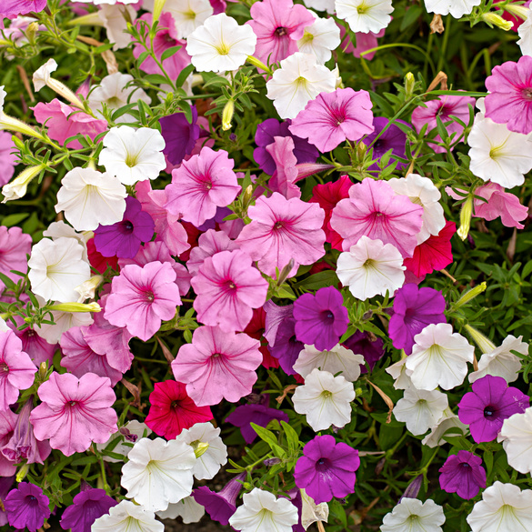 Pot de culture  Pétunias