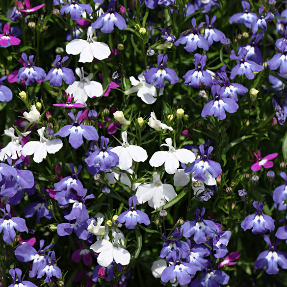 Pot de culture Lobélie