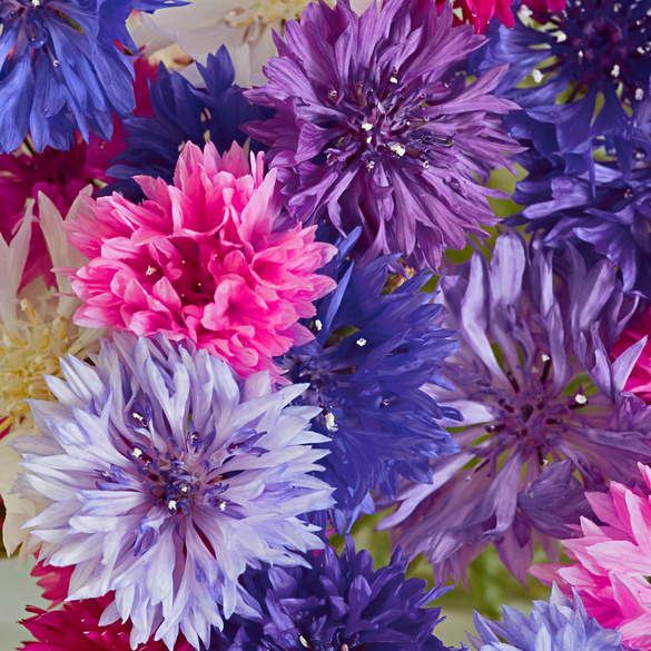 Pot de culture Centaurée impériale, trois couleurs