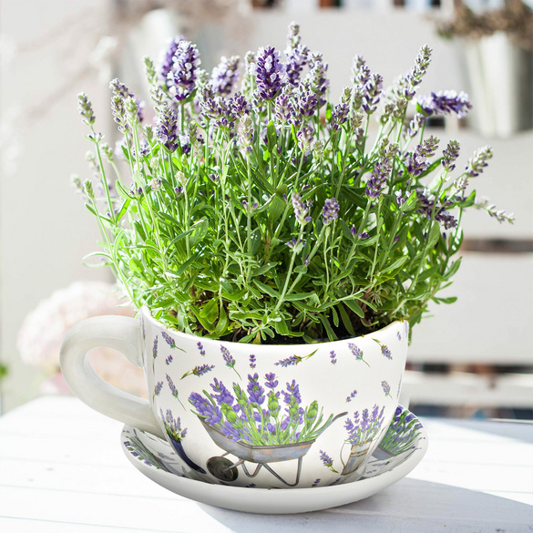 Pot de fleurs Tasse à plantes "Lavande" en céramique moyenne