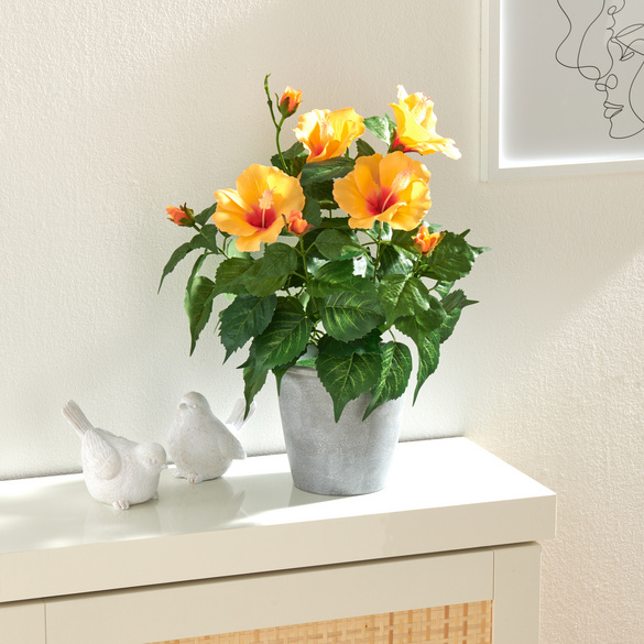 Plante en pot "Hibiscus" Eldo