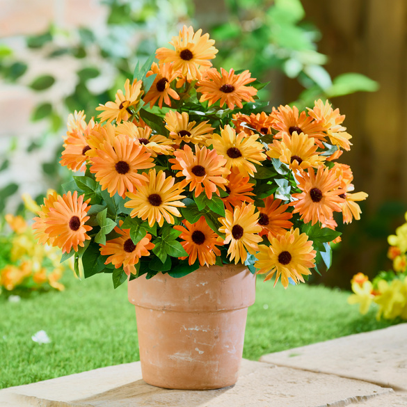 Gazanias artificiels