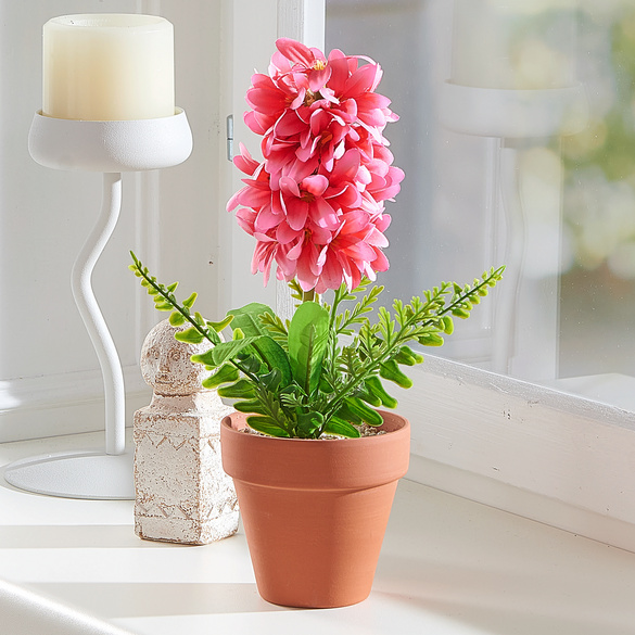 Jacinthe en pot rose