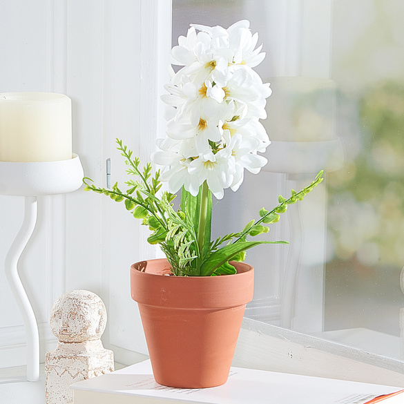 Jacinthe en pot blanc