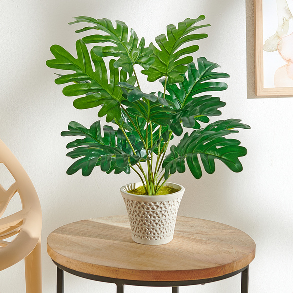 Palmier "Monstera" en pot