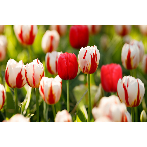 Lot de 25 Mélange de tulipes, rouge/blanc