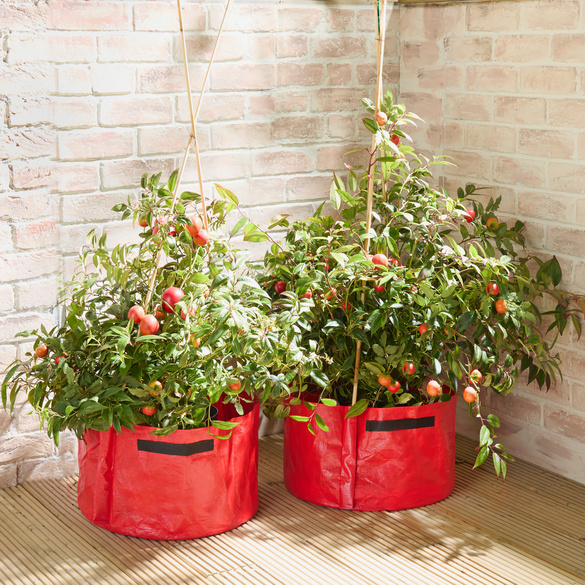 Pots à tomates, lot de 2