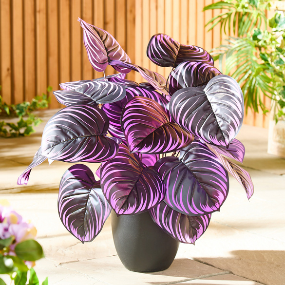 Piques Hosta – lot de 2