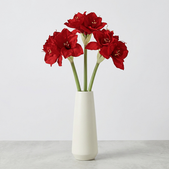 Amaryllis Eldo