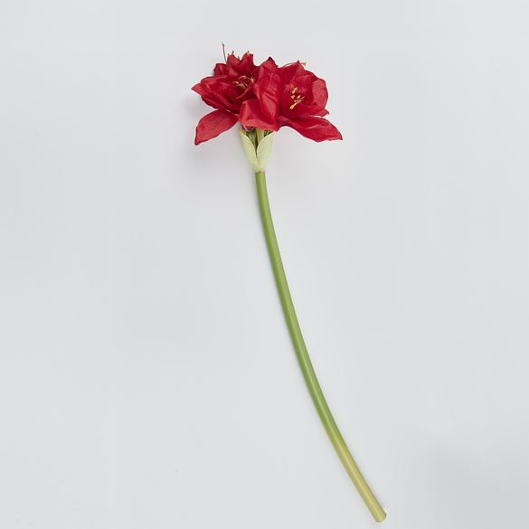 Amaryllis Eldo